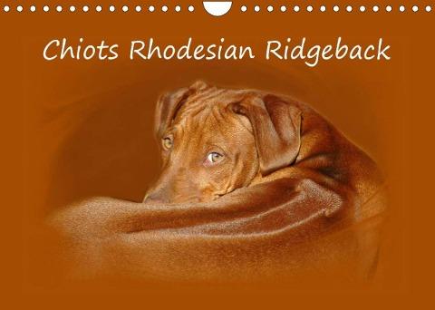 Chiots Rhodesian Ridgeback (Calendrier mural 2022 DIN A4 horizontal)
