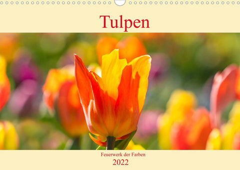 Tulpen - Feuerwerk der Farben (Wandkalender 2022 DIN A3 quer)