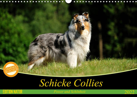 Schicke Collies (Wandkalender 2022 DIN A3 quer)