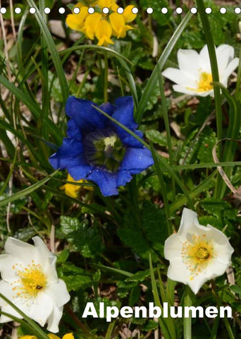Alpenblumen (Tischkalender 2022 DIN A5 hoch)