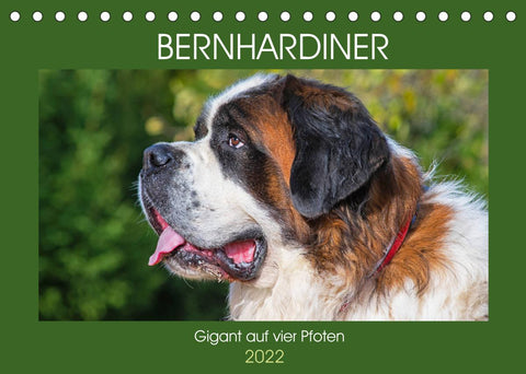 Bernhardiner - Gigant auf vier Pfoten (Tischkalender 2022 DIN A5 quer)
