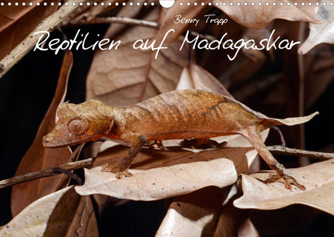 Reptilien auf Madagaskar (Wandkalender 2022 DIN A3 quer)