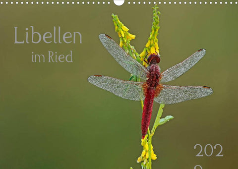 Libellen im Ried (Wandkalender 2022 DIN A3 quer)
