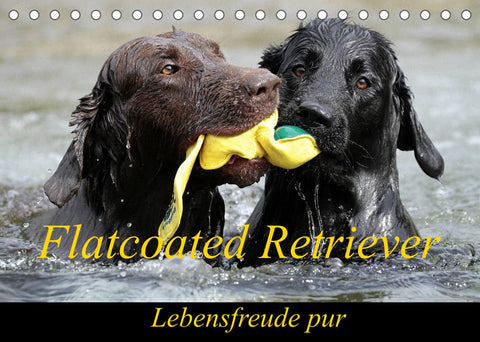 Flatcoated Retriever (Tischkalender 2022 DIN A5 quer)