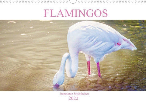 Flamingos - imposante Schönheiten (Wandkalender 2022 DIN A3 quer)