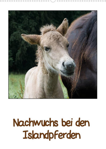 Nachwuchs bei den Islandpferden (Wandkalender 2022 DIN A2 hoch)