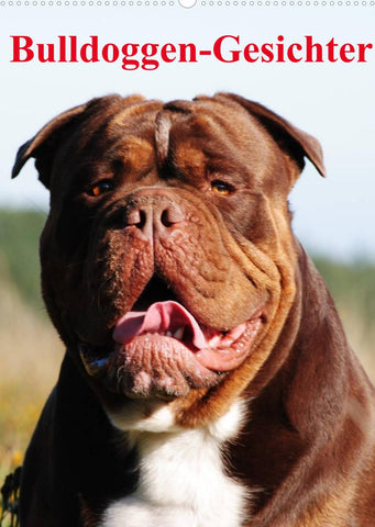 Bulldoggen-Gesichter (Wandkalender 2022 DIN A2 hoch)