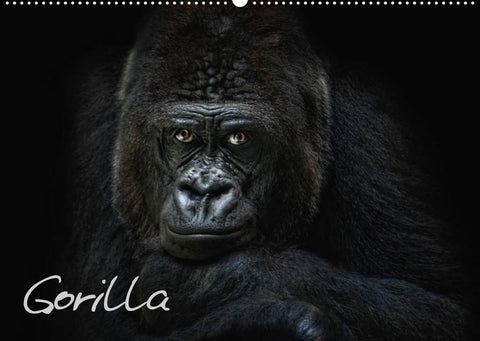 Gorilla (Wandkalender 2022 DIN A2 quer)