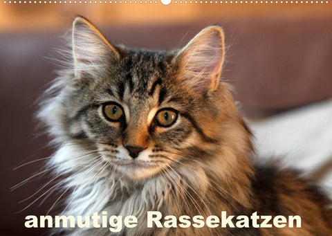 anmutige Rassekatzen (Wandkalender 2022 DIN A2 quer)