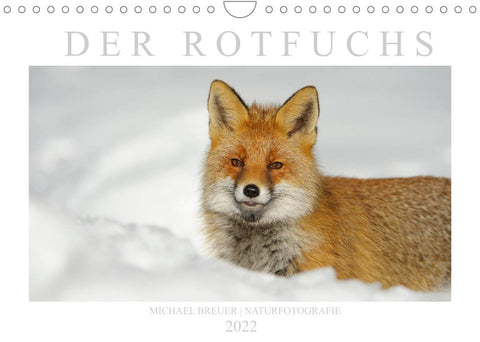 Der Rotfuchs (Wandkalender 2022 DIN A4 quer)