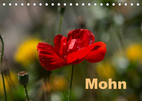 Mohn (Tischkalender 2022 DIN A5 quer)