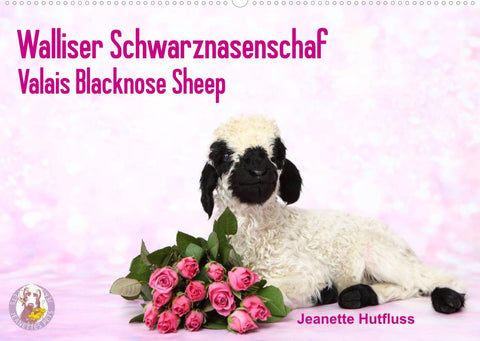 Walliser Schwarznasenschaf Valais Blacknose Sheep (Wandkalender 2022 DIN A2 quer)