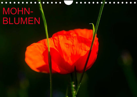 Mohnblumen (Wandkalender 2022 DIN A4 quer)