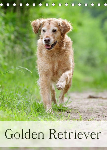 Golden Retriever (Tischkalender 2022 DIN A5 hoch)