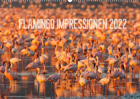 Flamingo Impressionen 2022 (Wandkalender 2022 DIN A2 quer)