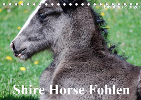 Shire Horse Fohlen (Tischkalender 2022 DIN A5 quer)