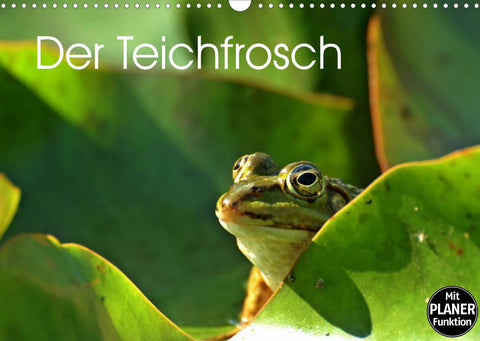 Der Teichfrosch (Wandkalender 2022 DIN A3 quer)