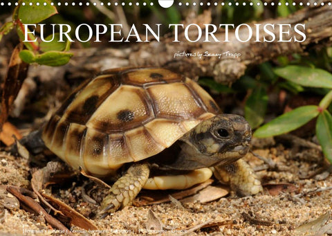 European Tortoises / UK-Version (Wall Calendar 2022 DIN A3 Landscape)