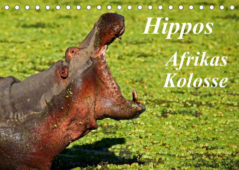 Hippos - Afrikas Kolosse (Tischkalender 2022 DIN A5 quer)