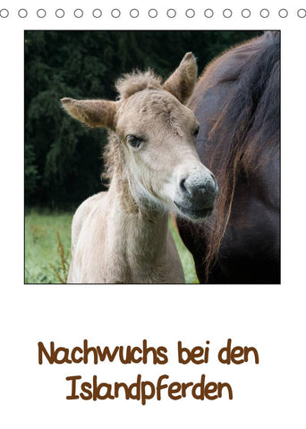 Nachwuchs bei den Islandpferden (Tischkalender 2022 DIN A5 hoch)