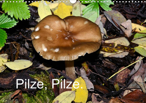 Pilze, Pilze (Wandkalender 2022 DIN A3 quer)