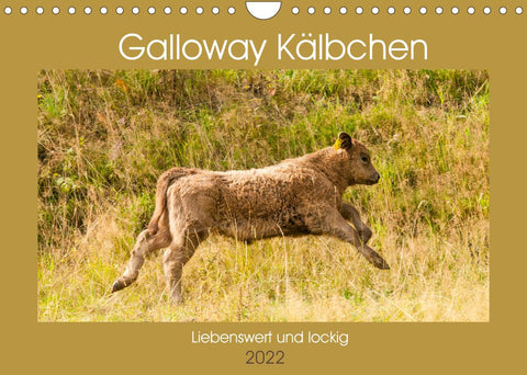 Galloway Kälbchen - Liebenswert und lockig (Wandkalender 2022 DIN A4 quer)