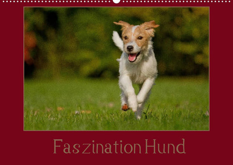 Faszination Hund (Wandkalender 2022 DIN A2 quer)
