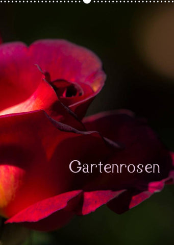 Gartenrosen (Wandkalender 2022 DIN A2 hoch)