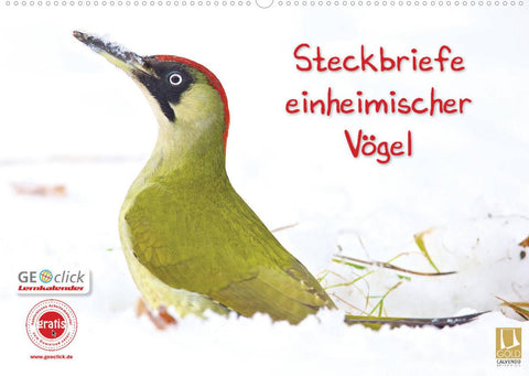Steckbriefe einheimischer Vögel (Wandkalender 2022 DIN A2 quer)