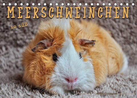 Meerschweinchen - so süß (Tischkalender 2022 DIN A5 quer)