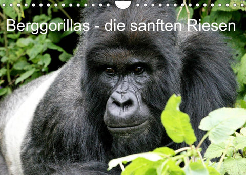 Berggorillas - die sanften Riesen (Wandkalender 2022 DIN A4 quer)