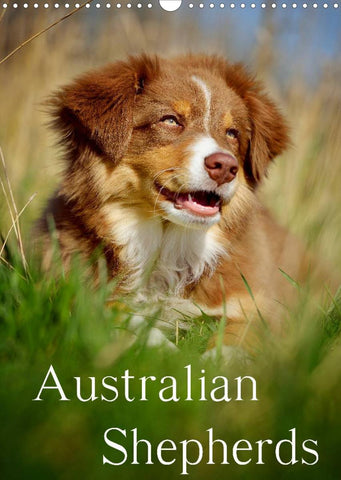 Australian Shepherds (Wandkalender 2022 DIN A3 hoch)
