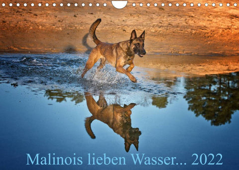 Malinois lieben Wasser (Wandkalender 2022 DIN A4 quer)