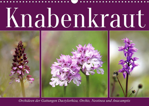 Knabenkraut (Wandkalender 2022 DIN A3 quer)