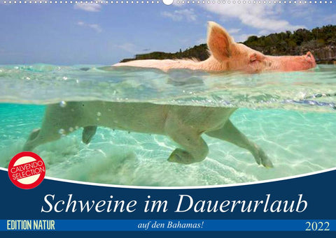 Schweine im Dauerurlaub auf den Bahamas! (Wandkalender 2022 DIN A2 quer)