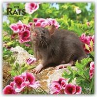Rats - Ratten 2022 - 16-Monatskalender