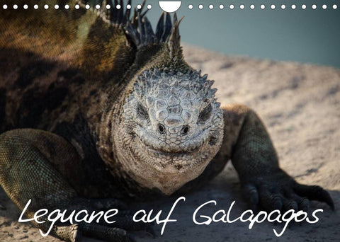 Leguane auf Galapagos (Wandkalender 2022 DIN A4 quer)