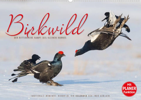 Emotionale Momente: Birkwild (Wandkalender 2022 DIN A2 quer)