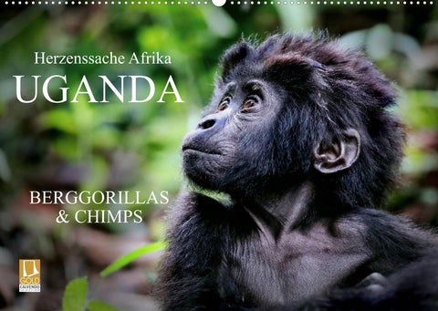 UGANDA - Berggorillas & Chimps (Wandkalender 2023 DIN A2 quer)