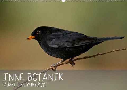 INNE BOTANIK - Vögel im Ruhrpott (Wandkalender 2022 DIN A2 quer)