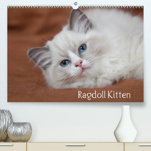 Ragdoll Kitten (Premium, hochwertiger DIN A2 Wandkalender 2022, Kunstdruck in Hochglanz)
