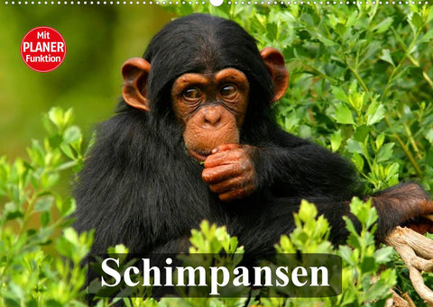 Schimpansen (Wandkalender 2023 DIN A2 quer)