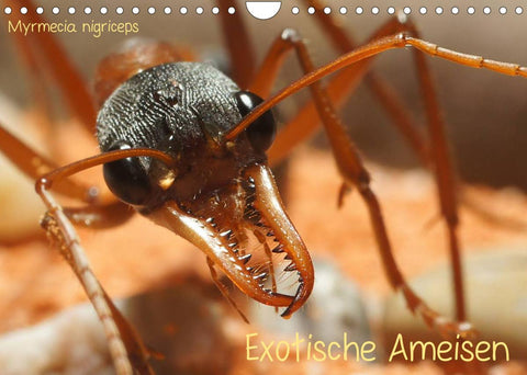 Exotische Ameisen (Wandkalender 2022 DIN A4 quer)