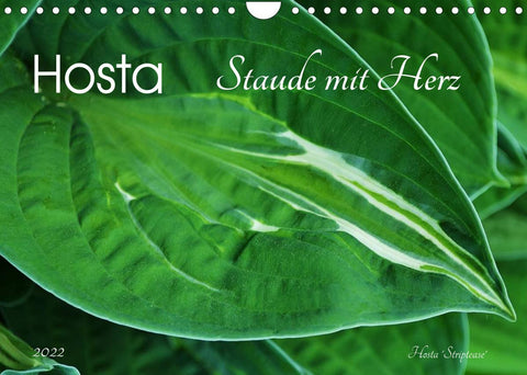Hosta Staude mit Herz (Wandkalender 2022 DIN A4 quer)