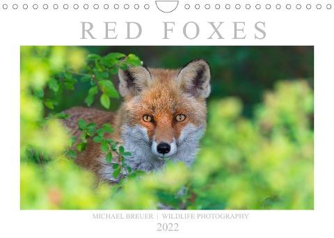 Red Foxes 2022 (Wall Calendar 2022 DIN A4 Landscape)