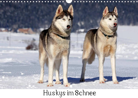 Huskys im Schnee (Wandkalender 2022 DIN A3 quer)
