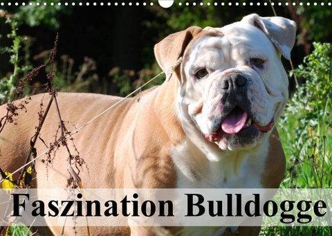 Faszination Bulldogge (Wandkalender 2022 DIN A3 quer)