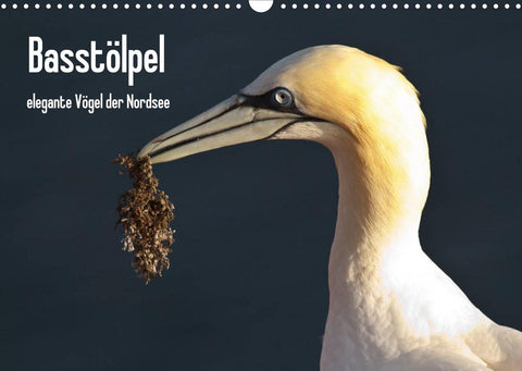 Basstölpel (Wandkalender 2022 DIN A3 quer)