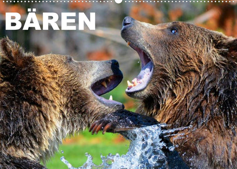 Bären (Wandkalender 2022 DIN A2 quer)
