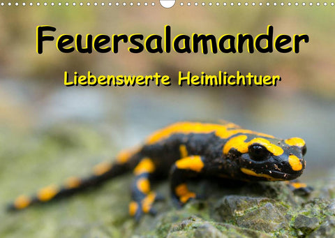 Feuersalamander - Liebenswerte Heimlichtuer (Wandkalender 2022 DIN A3 quer)